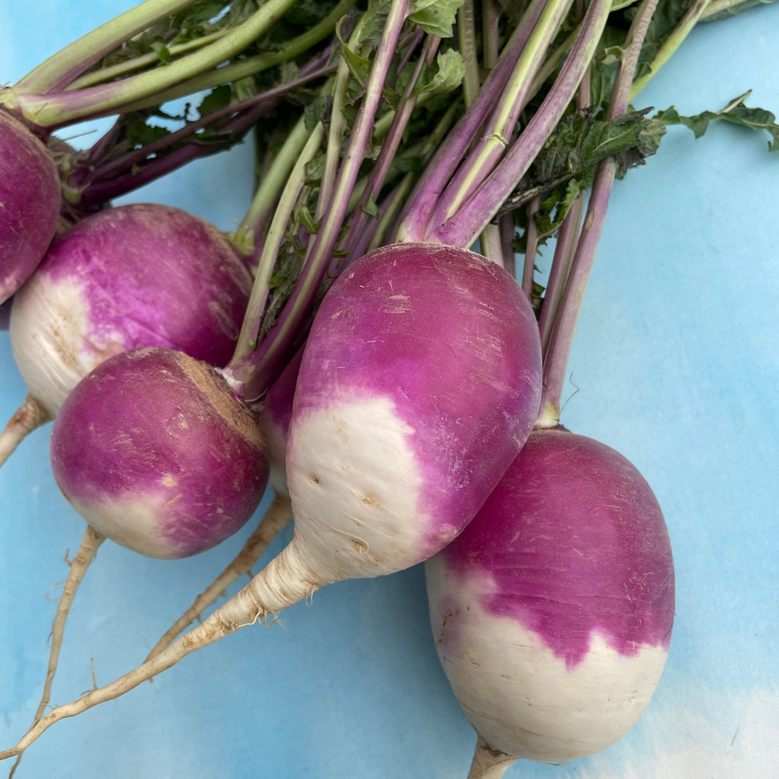 Purple Top White Globe Turnip