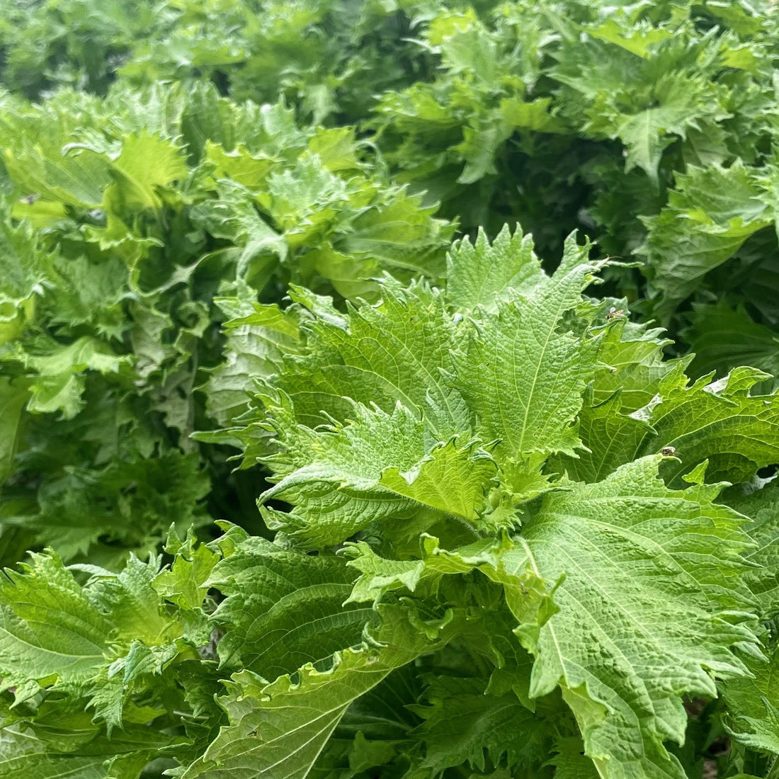 Ao Shiso Seedlings