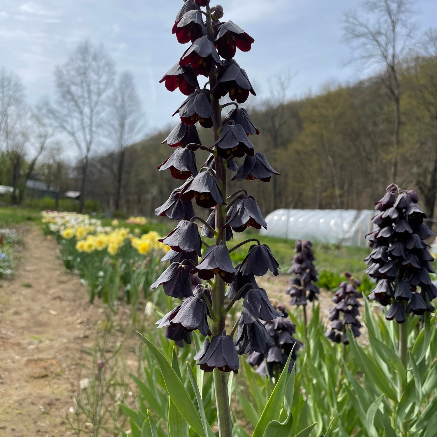 Fritillaria persica