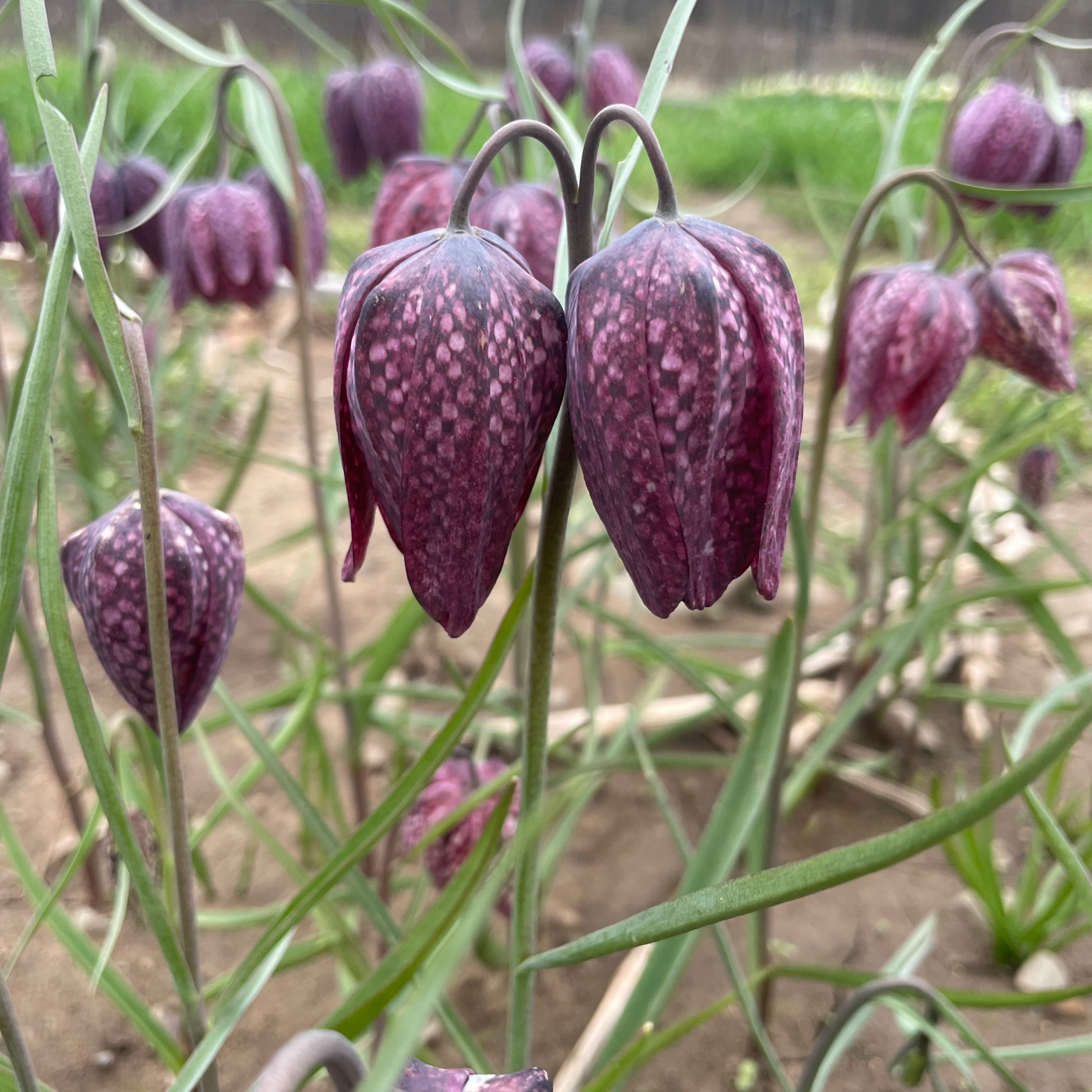 Fritillaria meleagris Mixture