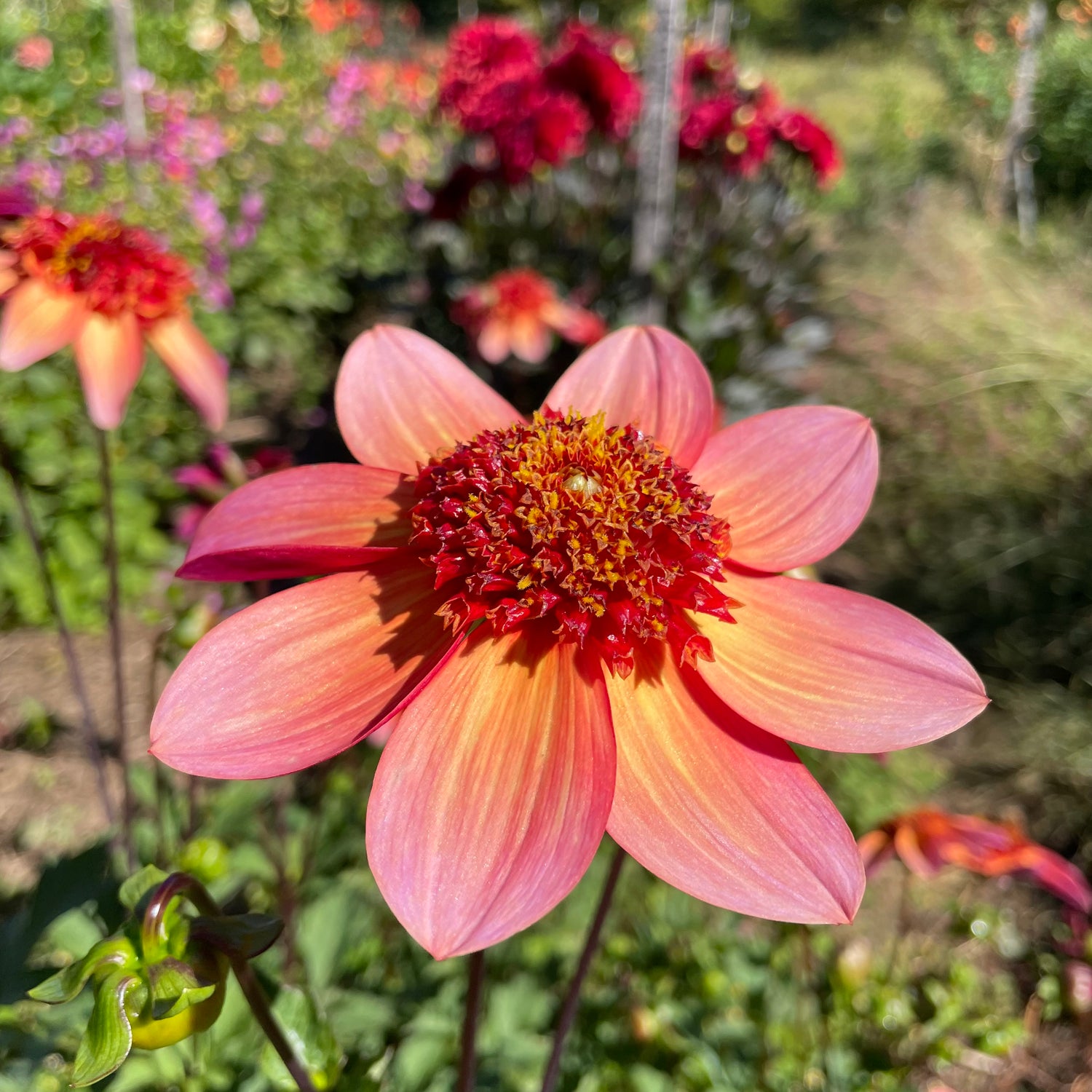 Totally Tangerine Dahila Tuber