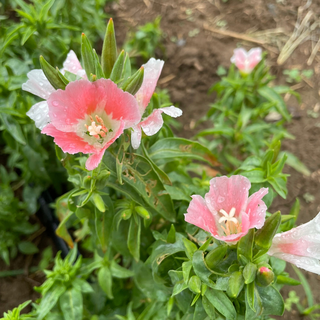 Salmon Queen Godetia