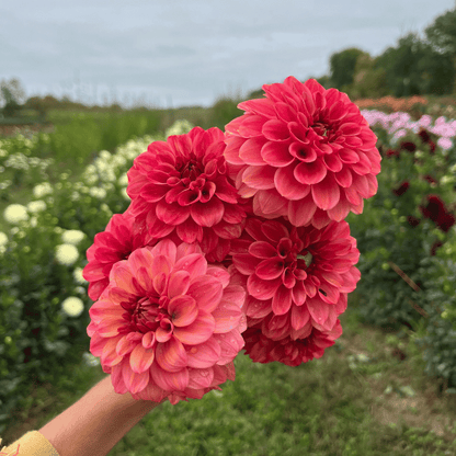 where to plant ice tear seed Ice Tea Dahlia Tuber
