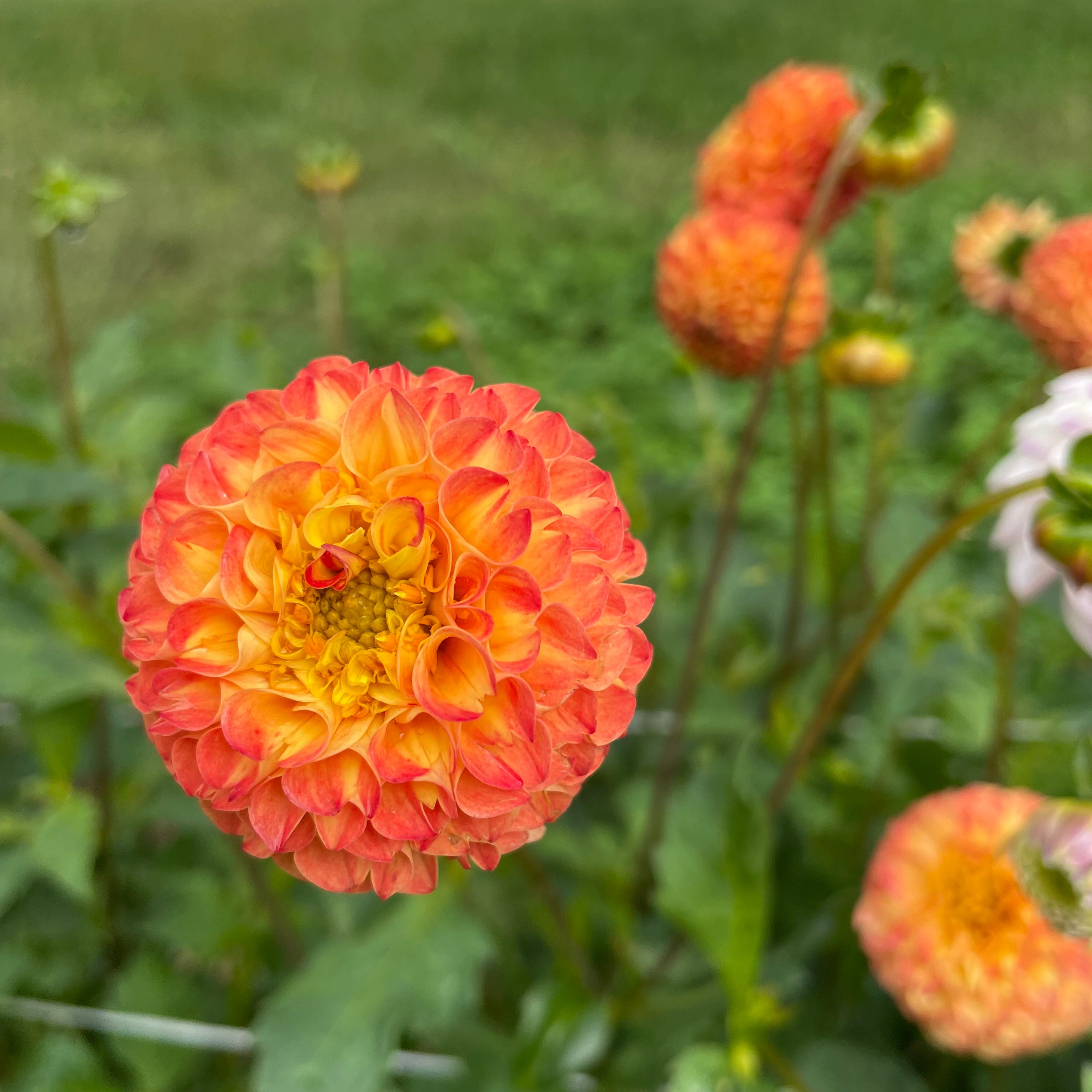 Ginger Willo Dahlia Tuber