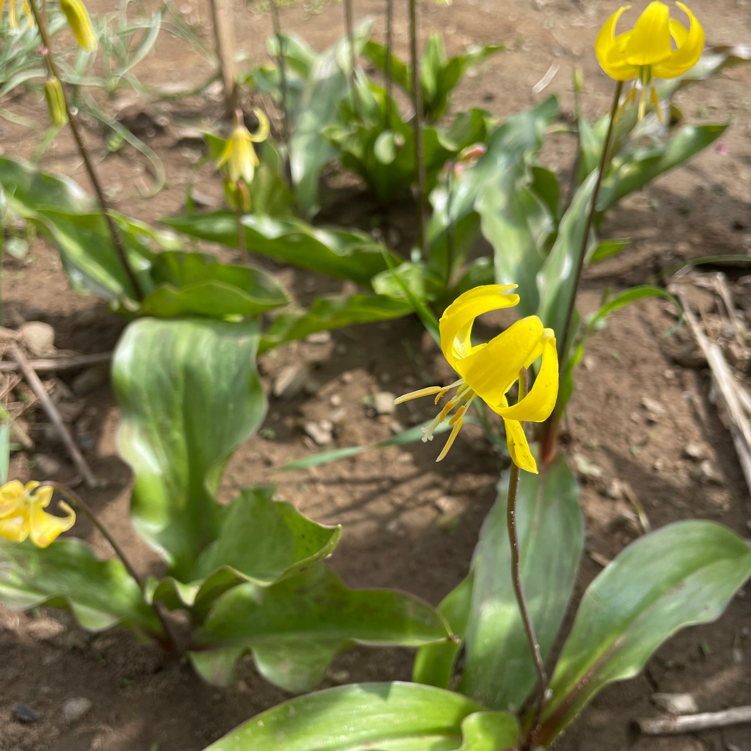 Erythronium californicum &