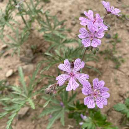 Geranium tuberosum