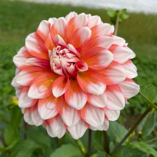 A La Mode Dahlia Tuber | Hudson Valley Seed Company