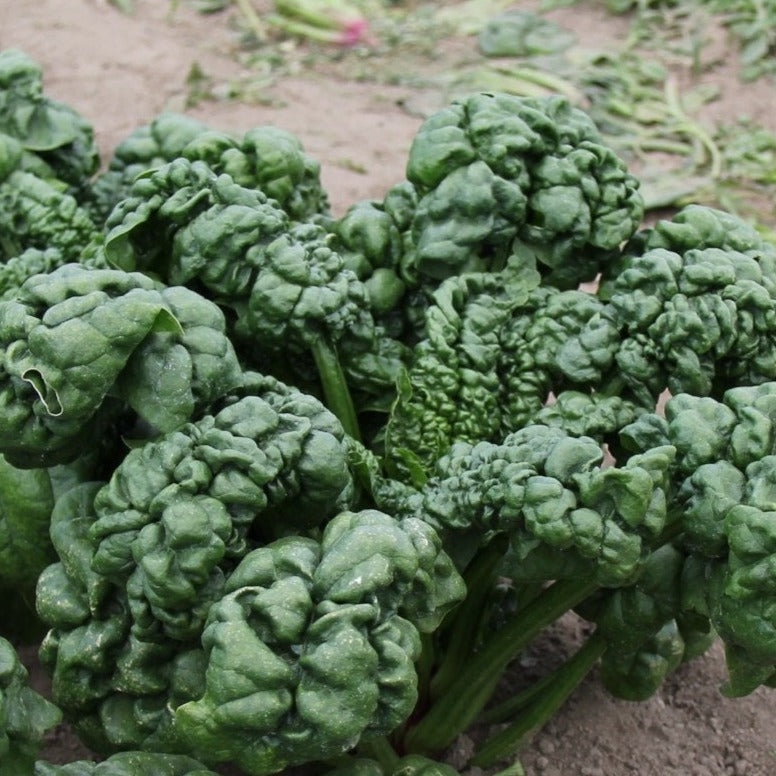 Abundant Bloomsdale Spinach