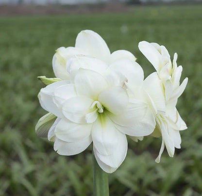 Potted Amaryllis &
