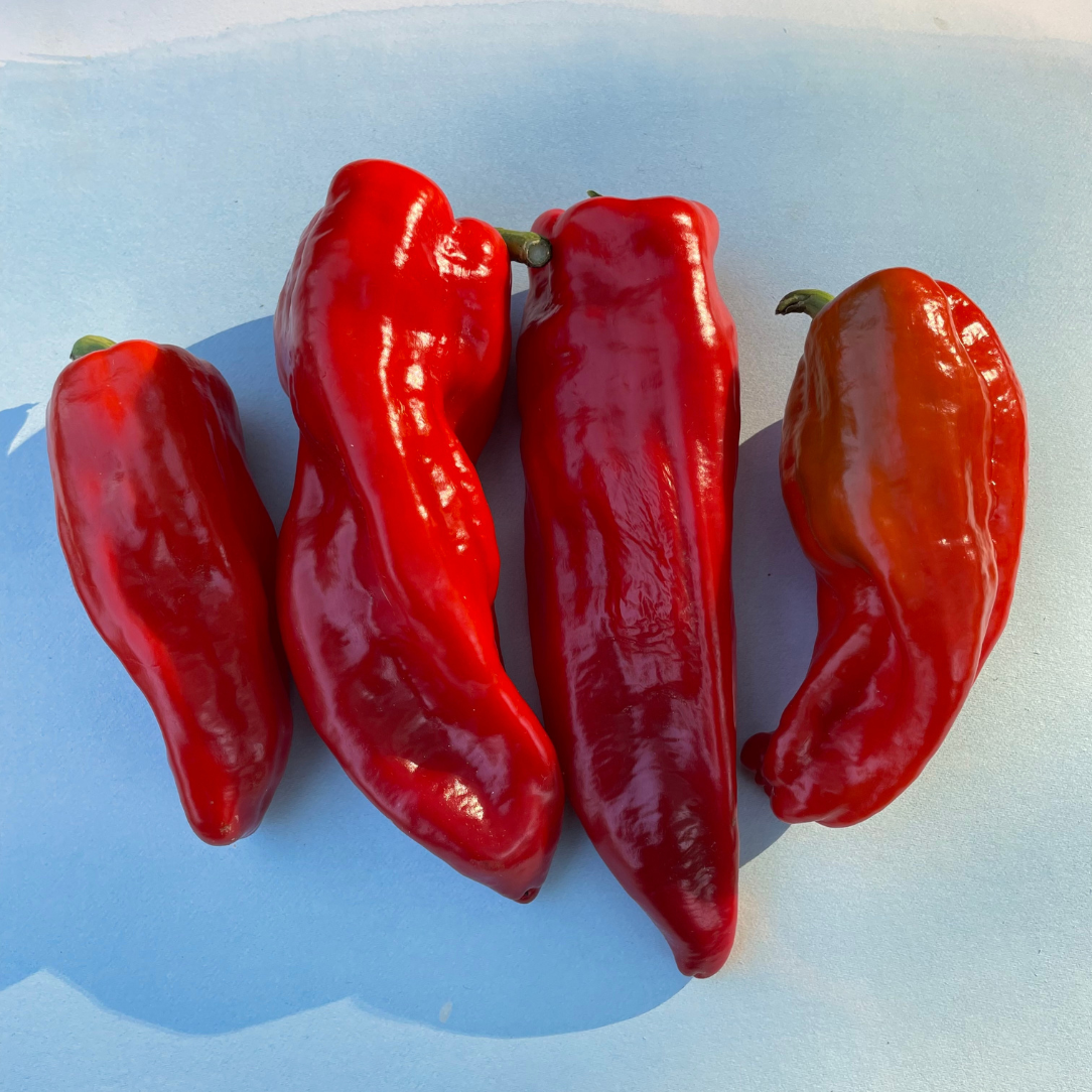 aleppo pepper seeds for planting Aleppo Pepper 25 Seeds / Organic