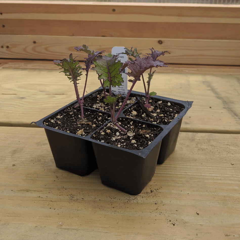 All Stars Kale Seedlings