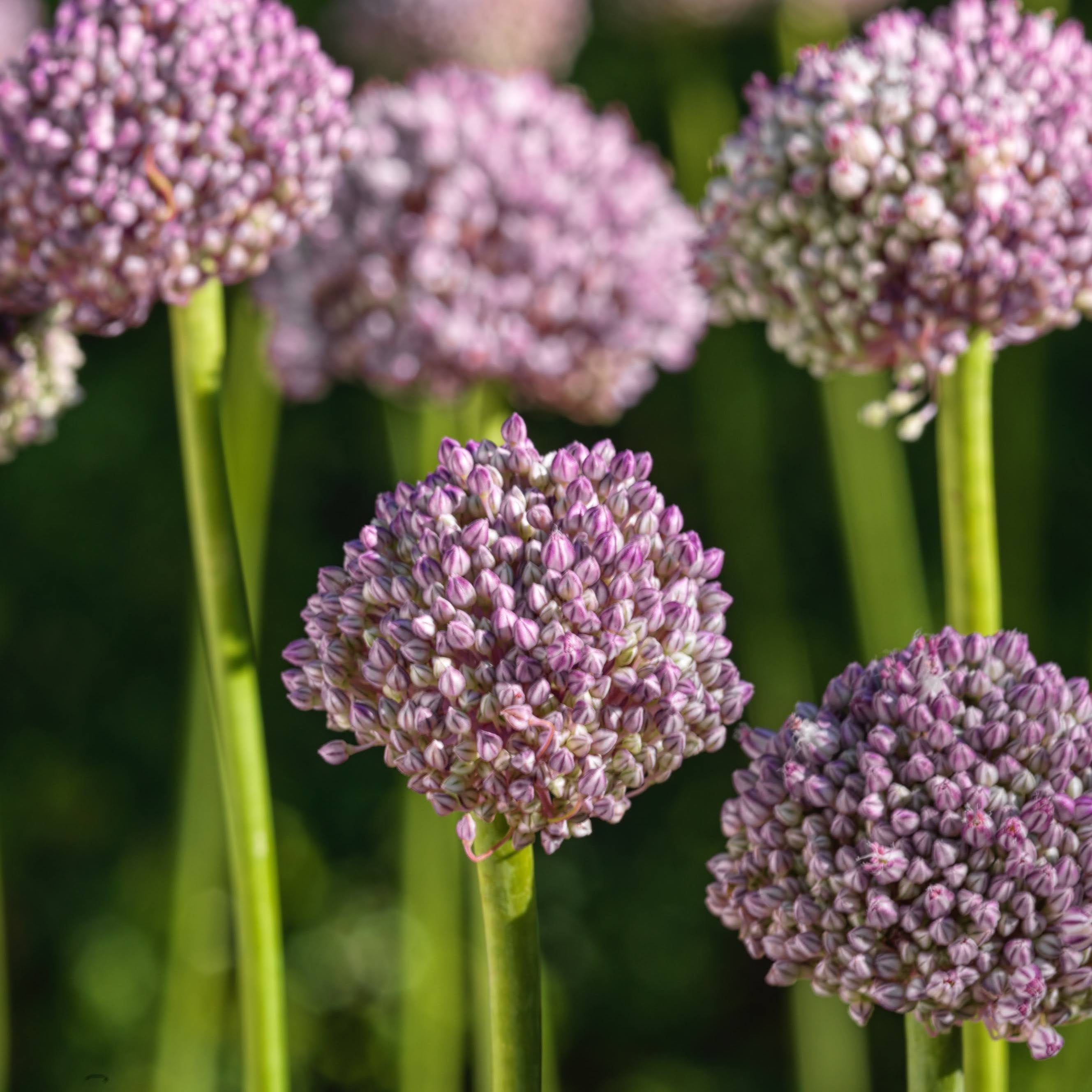 Allium &