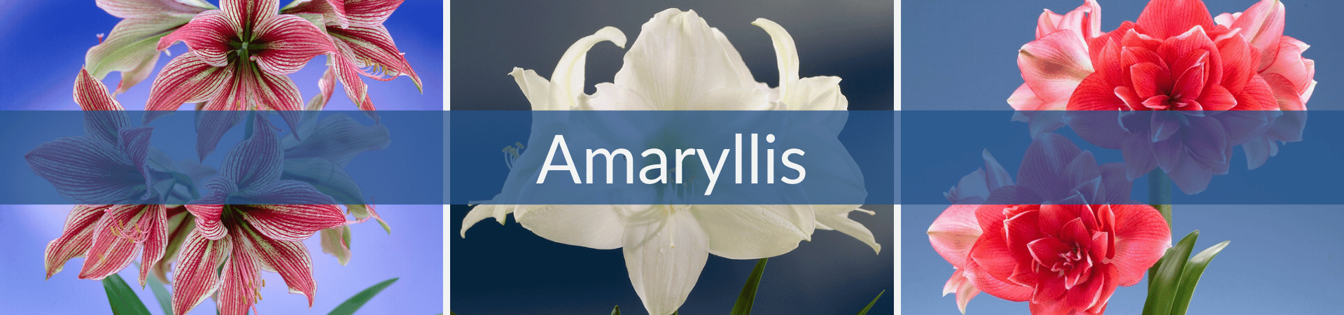 Amaryllis.png__PID:faaa0c81-62c5-421d-885a-4d9e018a852f