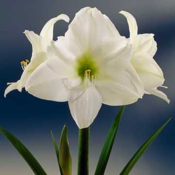 Amaryllis