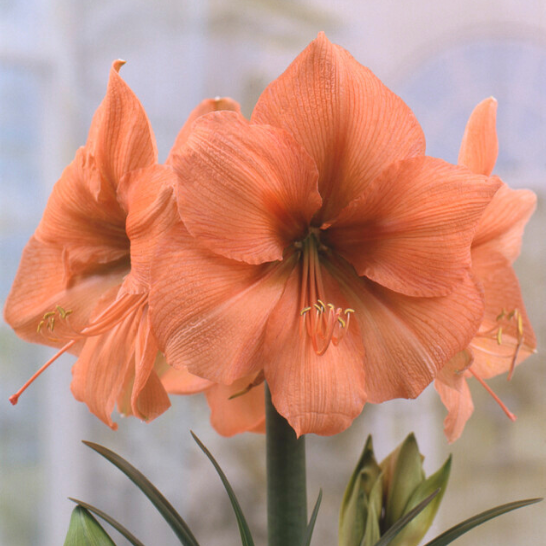 Dutch Amaryllis &