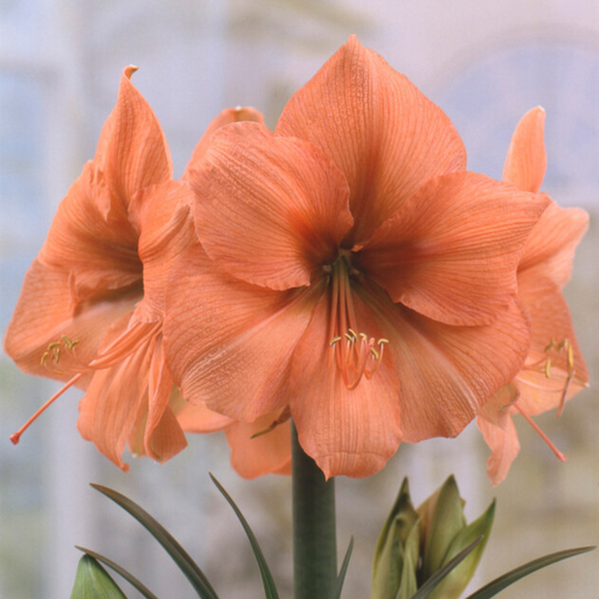 Dutch Amaryllis 'Rilona'