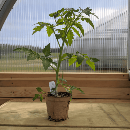 Amish Paste Tomato Seedlings