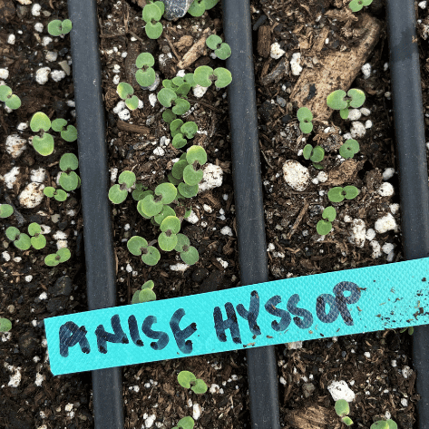 Anise Hyssop Seedlings