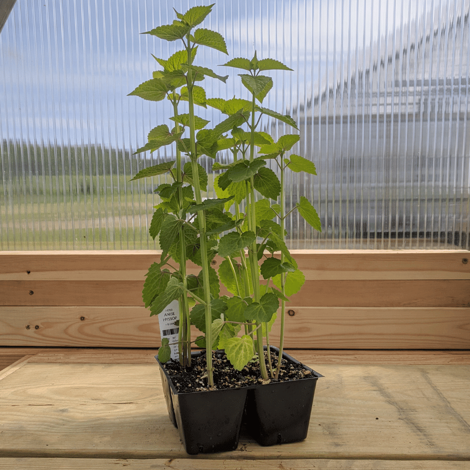 Anise Hyssop Seedlings