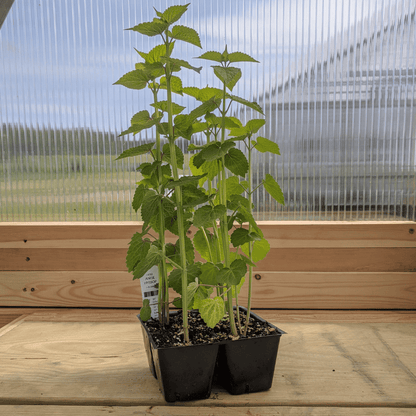 Anise Hyssop Seedlings