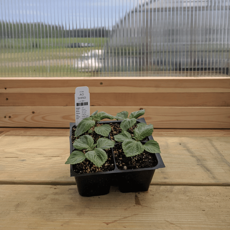 Ao Shiso Seedlings