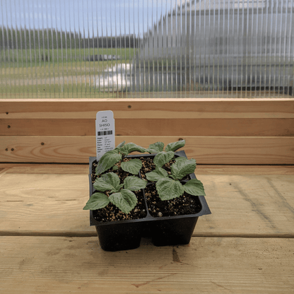 Ao Shiso Seedlings