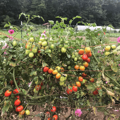 Aosta Valley Select Tomato