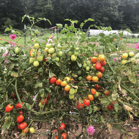 Aosta Valley Select Tomato Seedlings