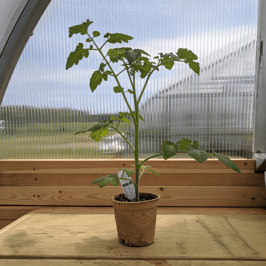 Aosta Valley Select Tomato Seedlings