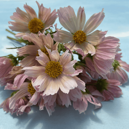 Apricot Lemonade Cosmos Seedlings