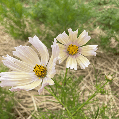 Apricot Lemonade Cosmos Seedlings