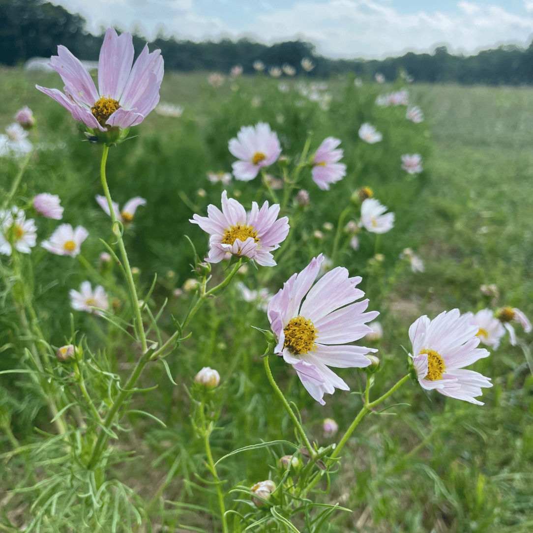 Apricot Lemonade Cosmos Seedlings