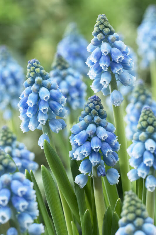 Muscari &