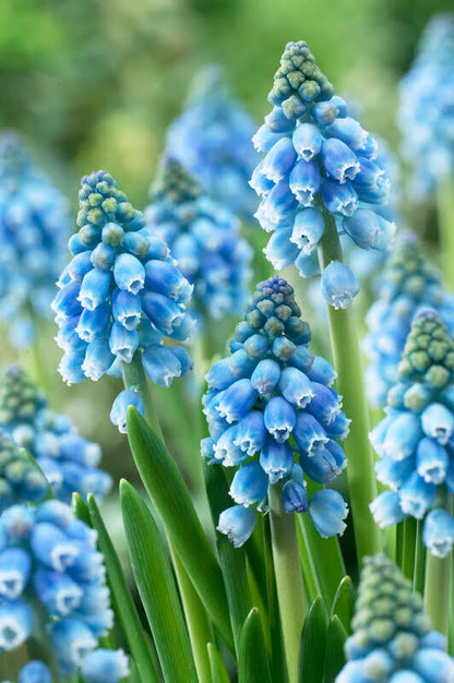 Muscari &