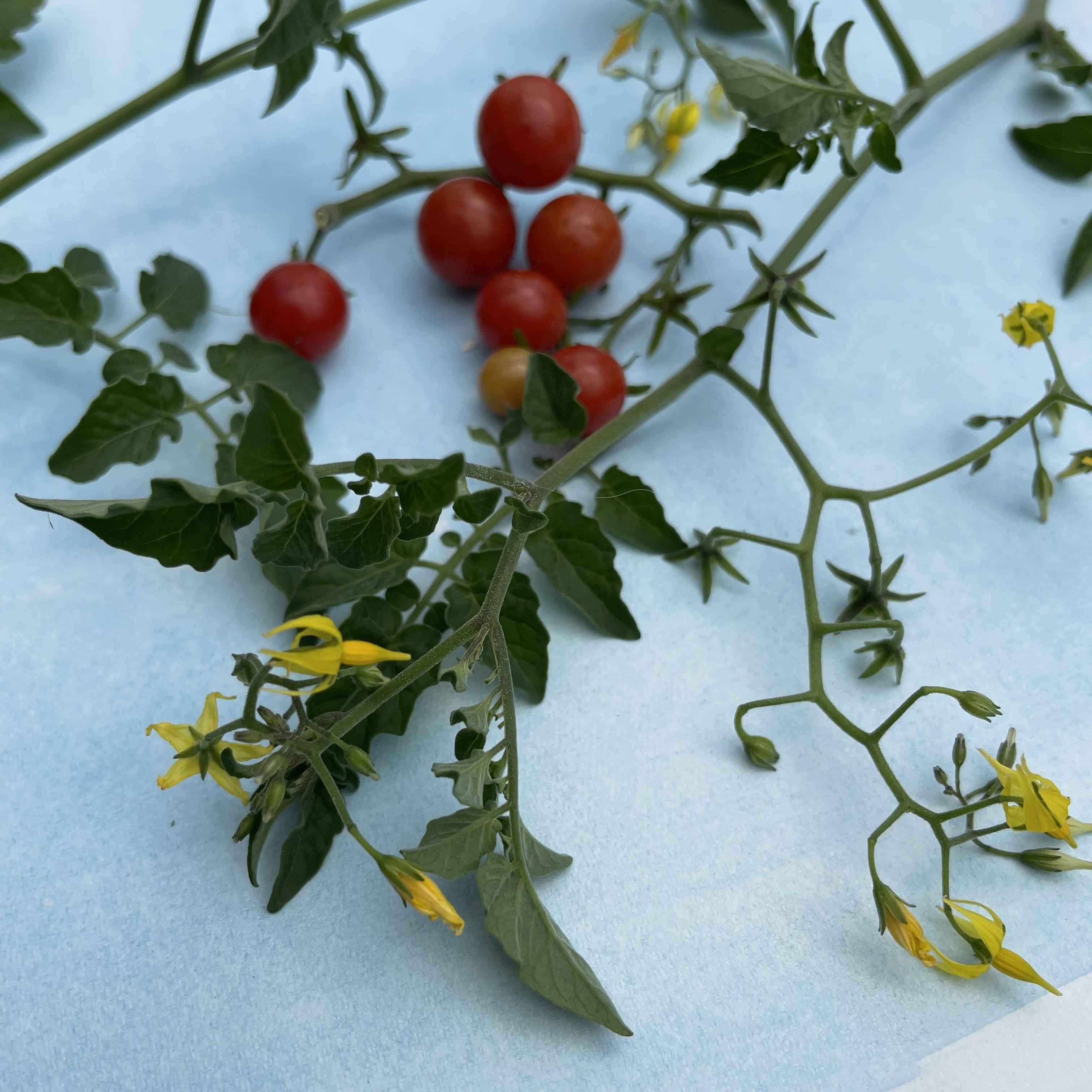 Sweet Pea Currant Tomato Seedlings