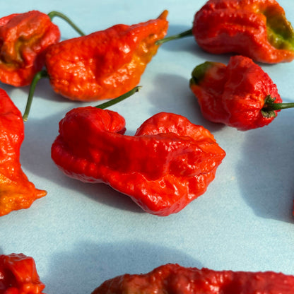 Ghost Pepper