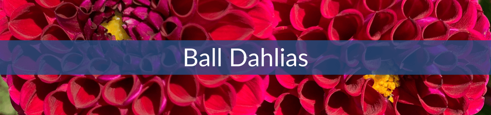 Ball Dahlias.png__PID:e7e3d1af-9ccd-40ed-89a7-acfc8ded9323