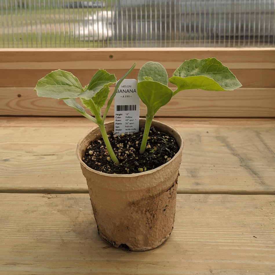 Banana Melon Seedlings