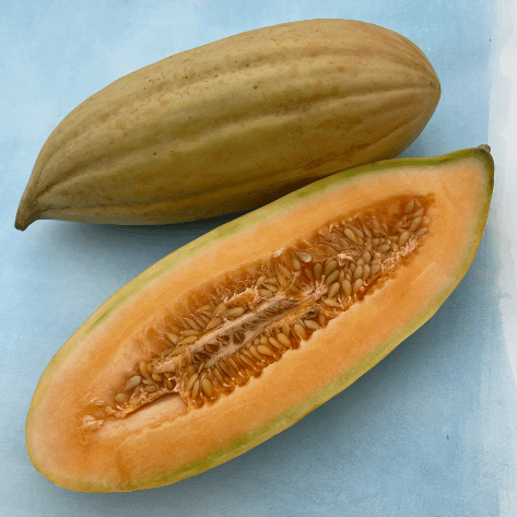 Banana Melon Seedlings