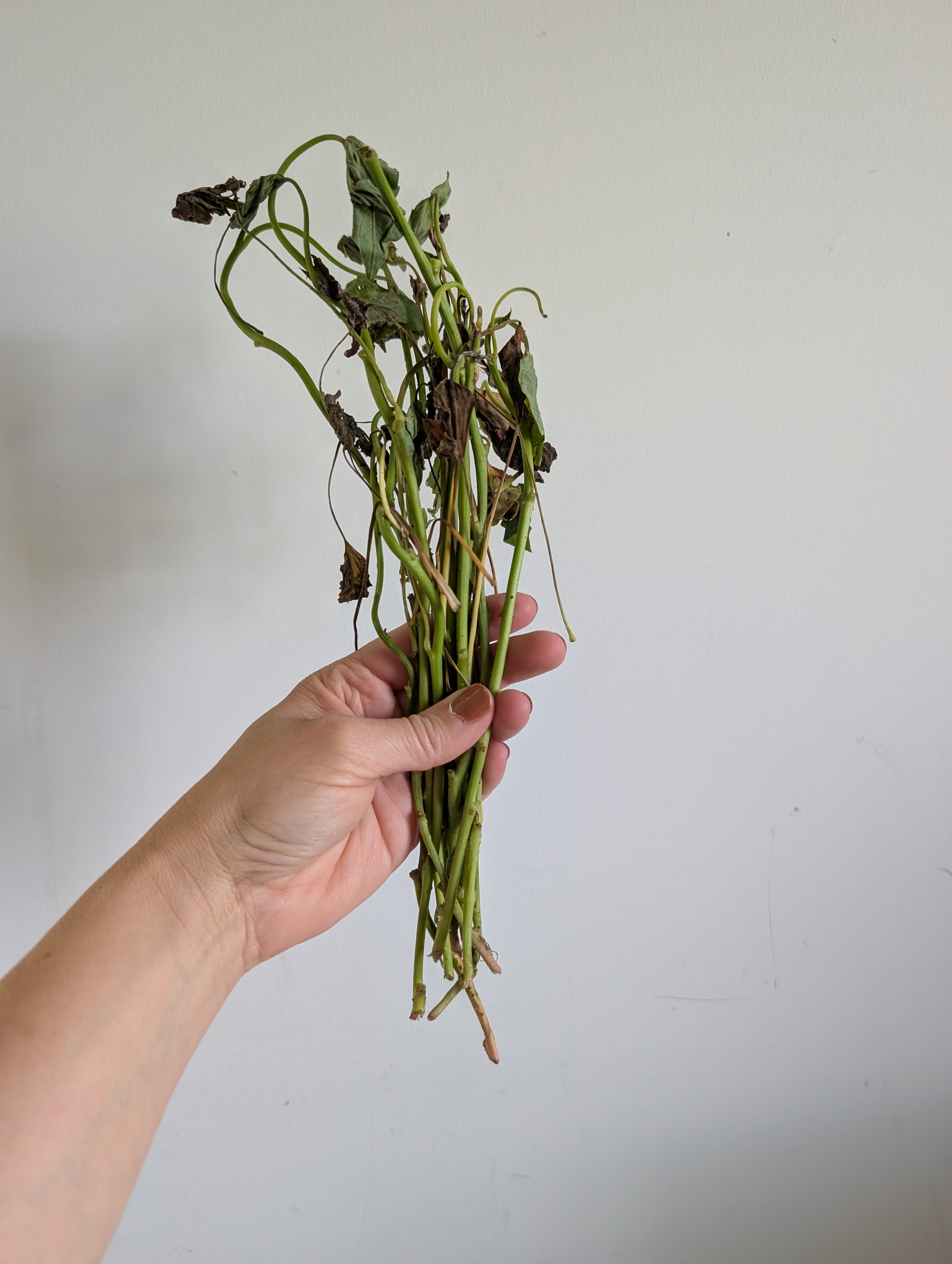 Hudson Valley Seed Co. Bayou Belle Sweet Potato Slips - Thumbnail 5