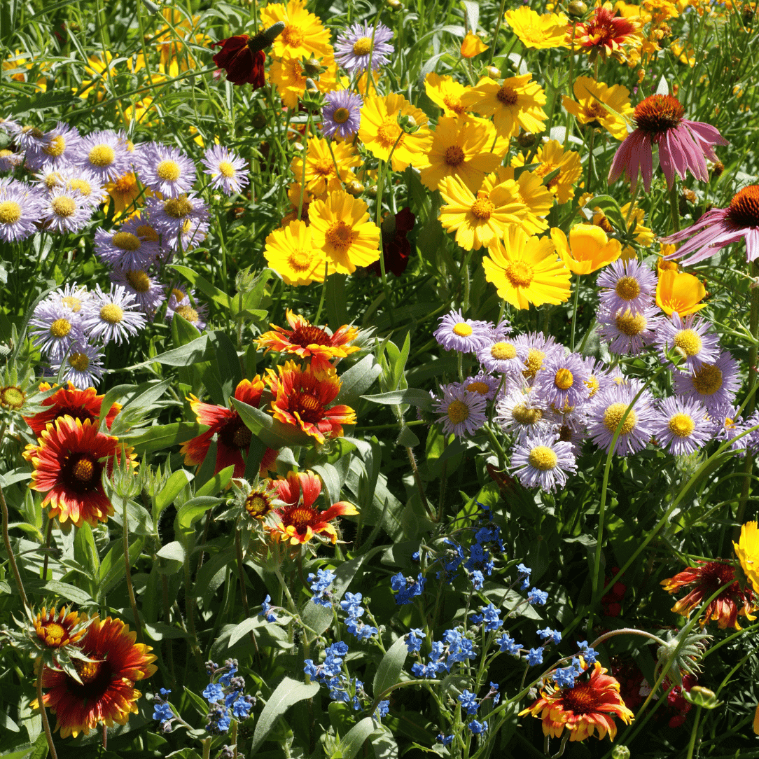 Bee Friendly Wildflower Mix Seed Shaker