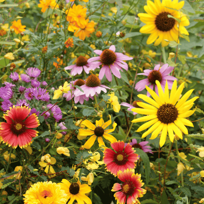 wildflowers seed mix Bird Lover's Wildflower Seed Mix 1 Ounce