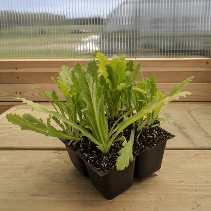 Black Beauty Poppy Seedlings