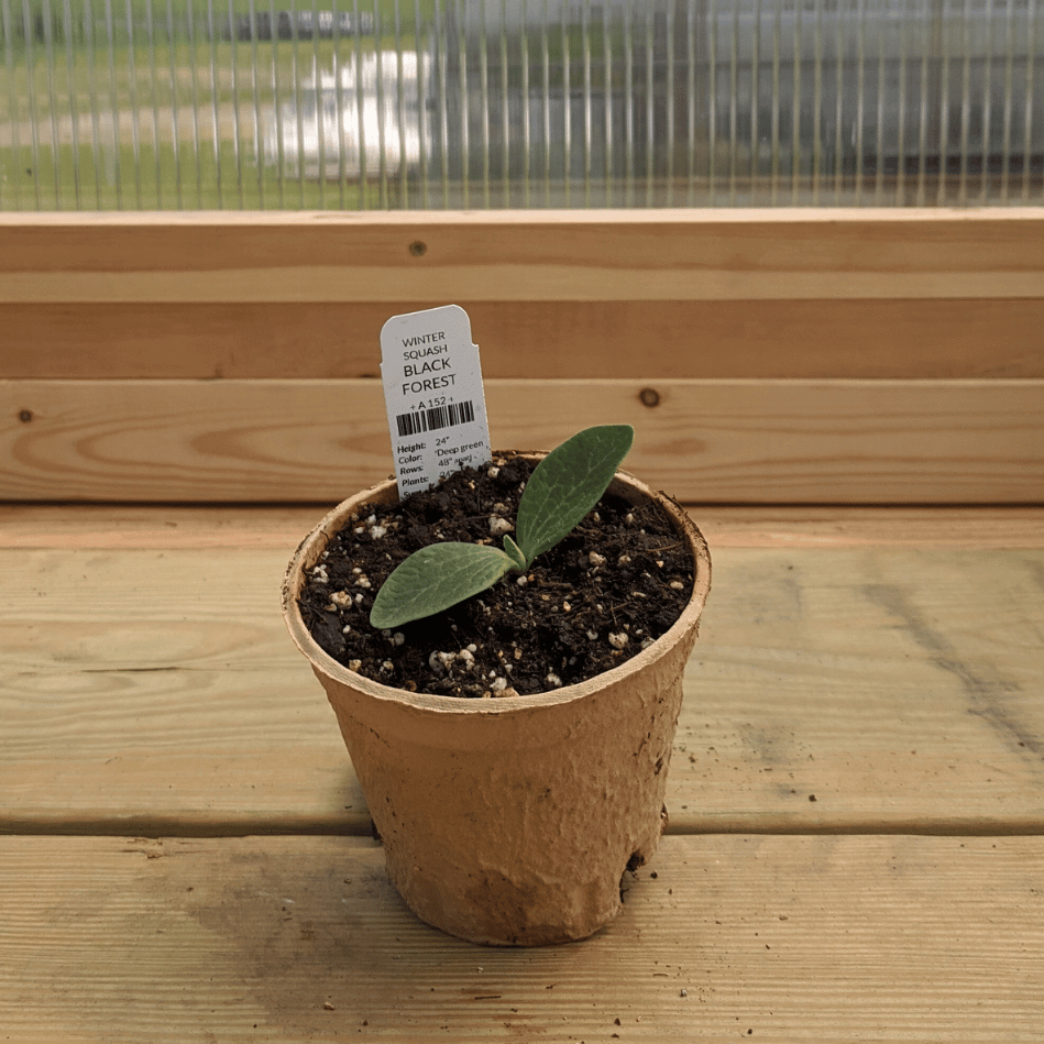 Black Forest Kabocha Squash Seedlings