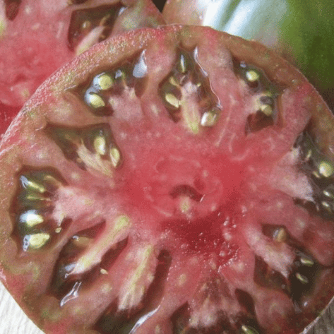 Black Krim Tomato Seedlings