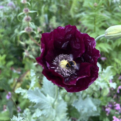 Close-up of a Black Beauty Poppy flower with dark petals and vibrant center, from Hudson Valley Seed Co.