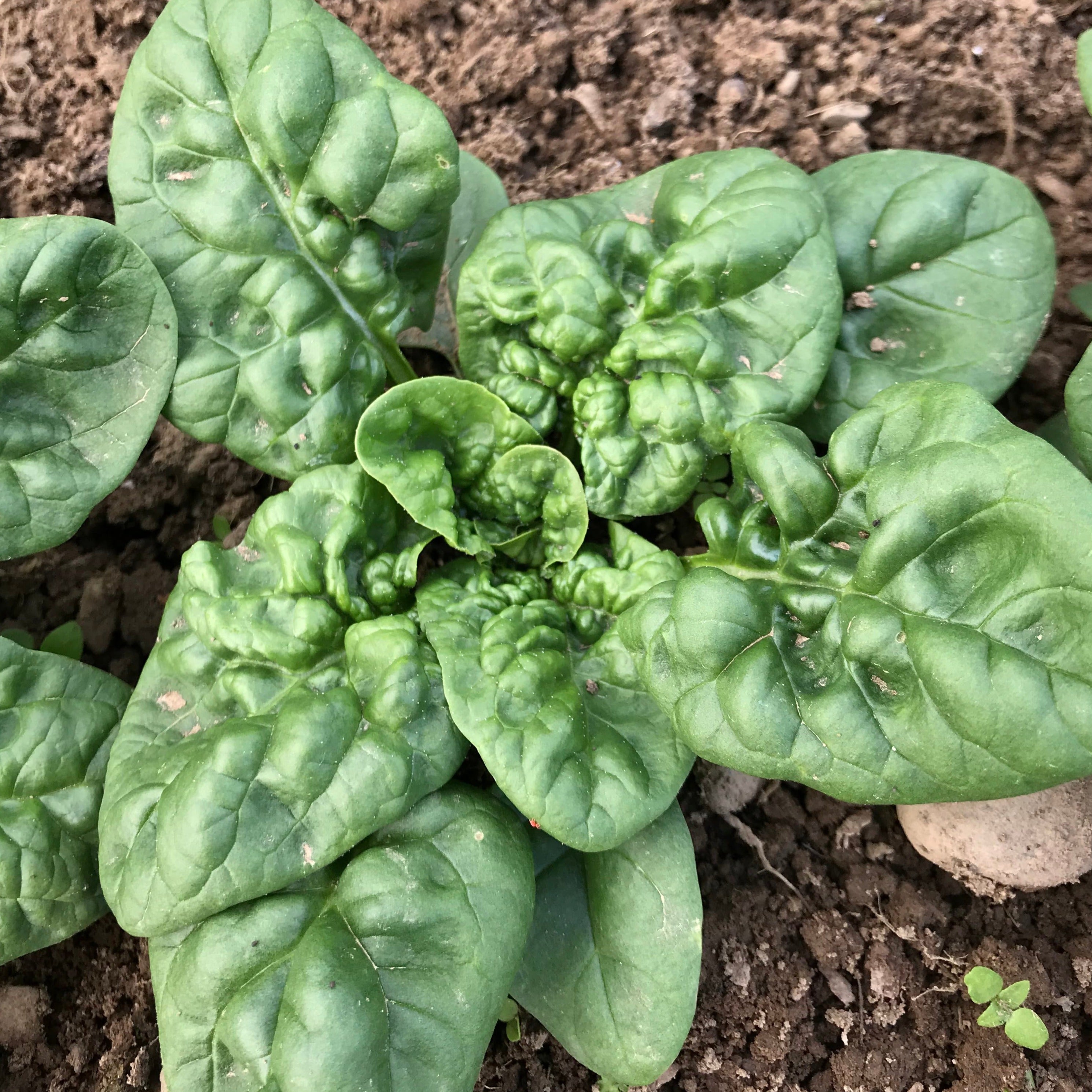 Abundant Bloomsdale Spinach Seedlings