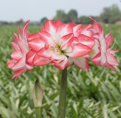 Potted Amaryllis &
