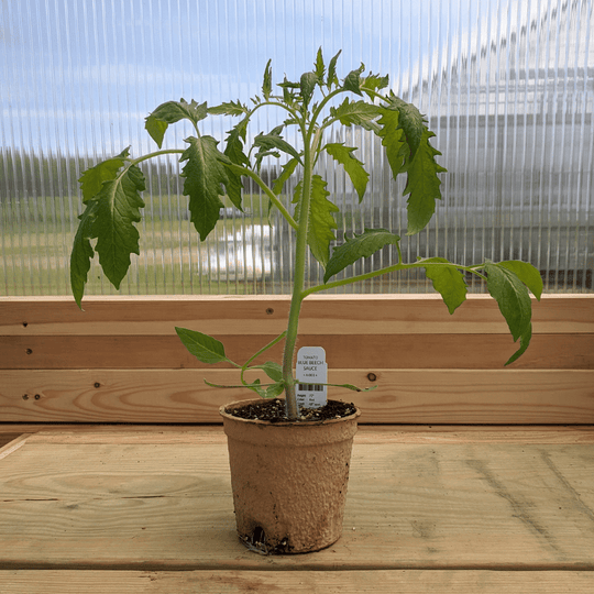 Blue Beech Tomato Seedlings