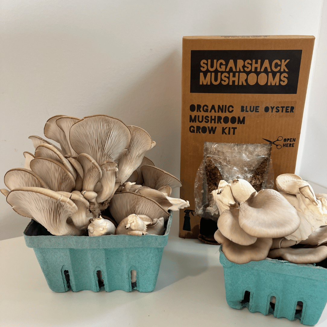 Blue Oyster Mushroom Kit